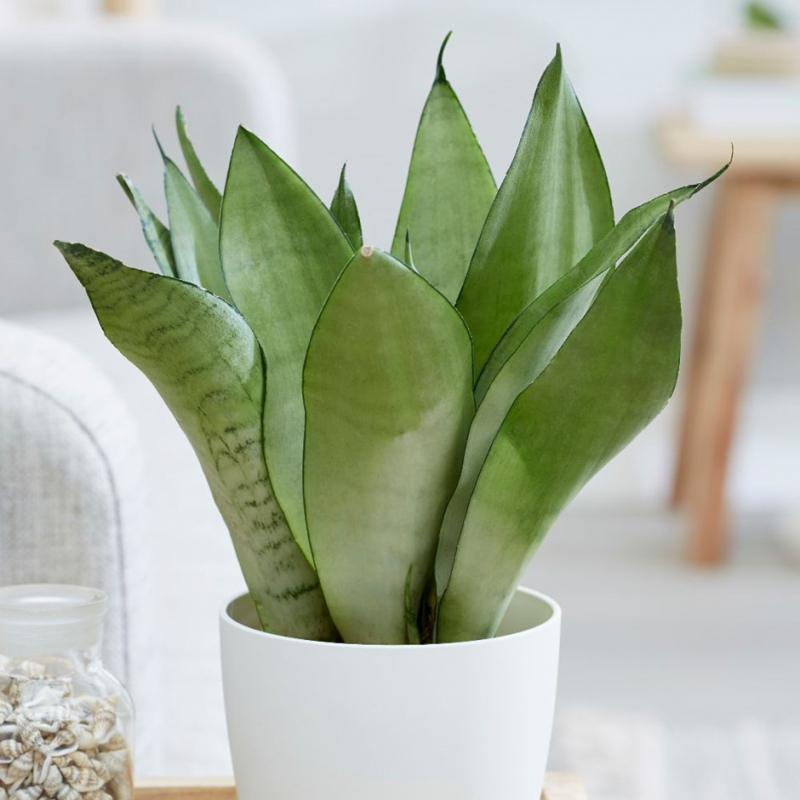 Sansevieria